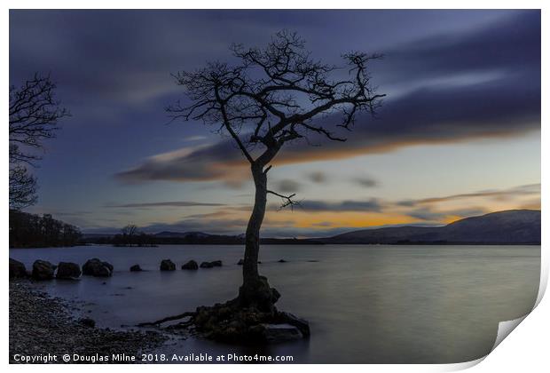 The Tree, Milarrochy Bay, Loch Lomond Print by Douglas Milne