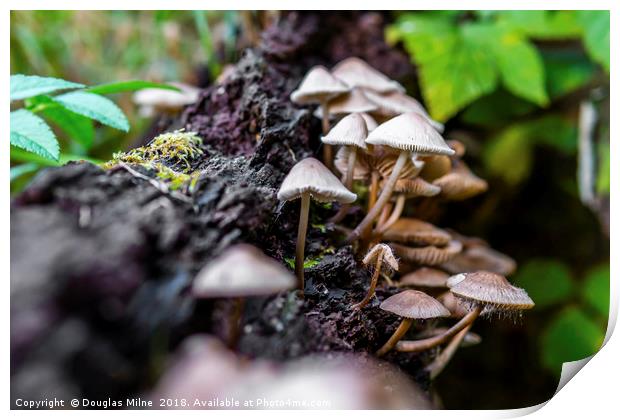 Fungi at Calderwood Print by Douglas Milne