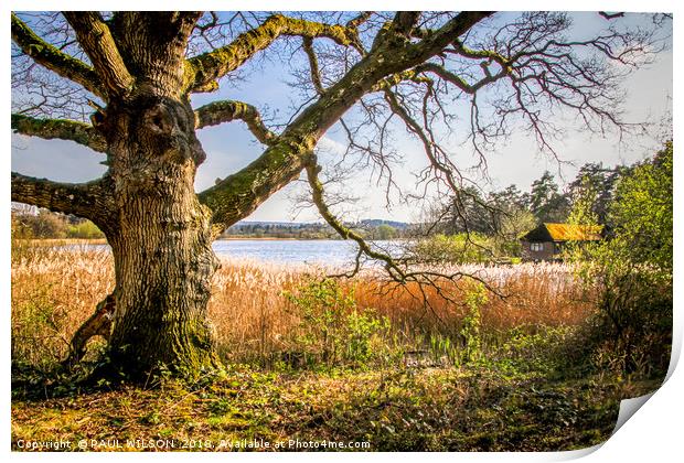 Ancient English Oak by waterside Print by PAUL WILSON