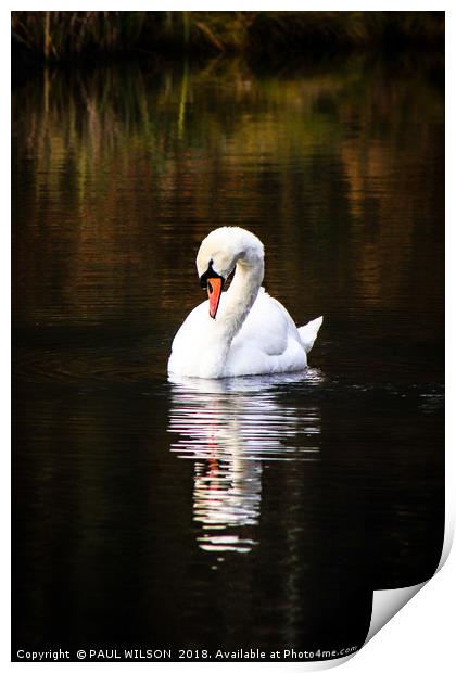 Mute Swan and Reflection Print by PAUL WILSON