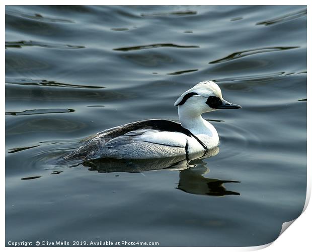 Smew Print by Clive Wells