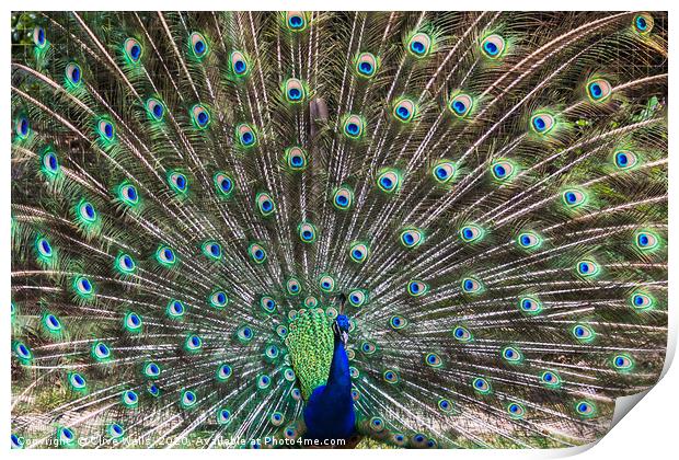 Lovely show of feathers from this Peacock Print by Clive Wells