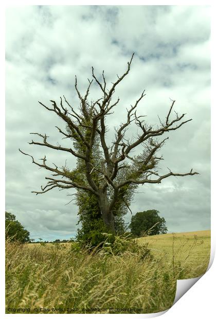 Strange tree at Blisworth, Northamptonshire Print by Clive Wells
