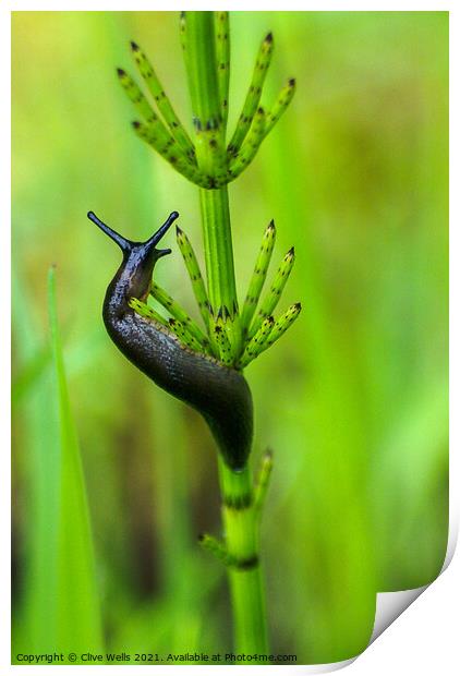 Slug Print by Clive Wells