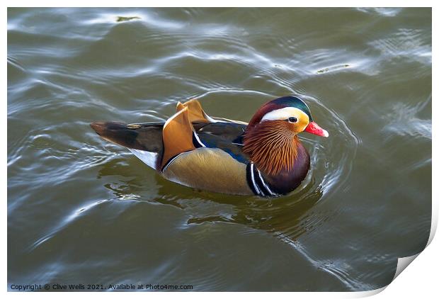 Mandarin duck Print by Clive Wells