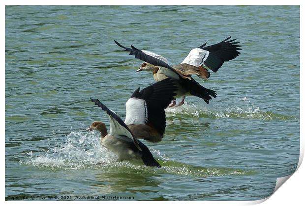 Egyptian geese Print by Clive Wells