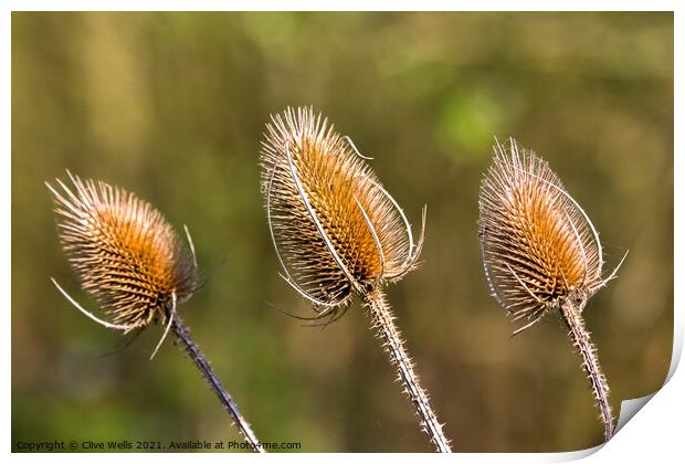 Three Thistle heads seen in the sun early in the y Print by Clive Wells