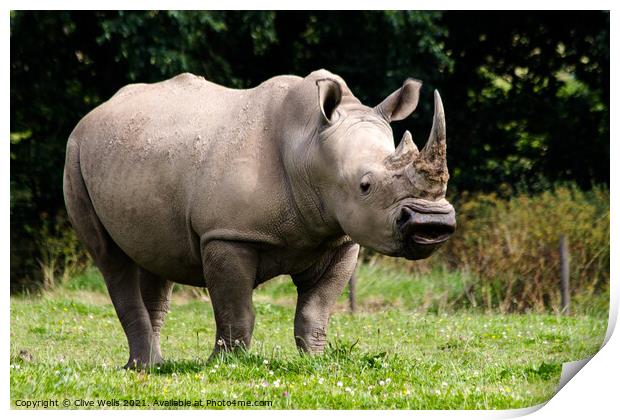 Southern White Rhino Print by Clive Wells