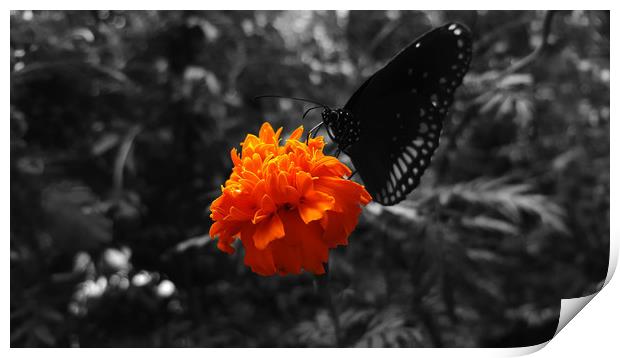 Marigold flower with butterfly on it  Print by Dinil Davis