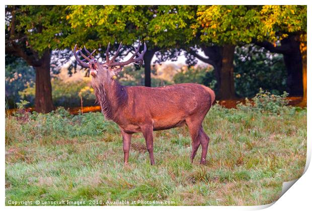 Red Deer Stag Calling Print by Lenscraft Images