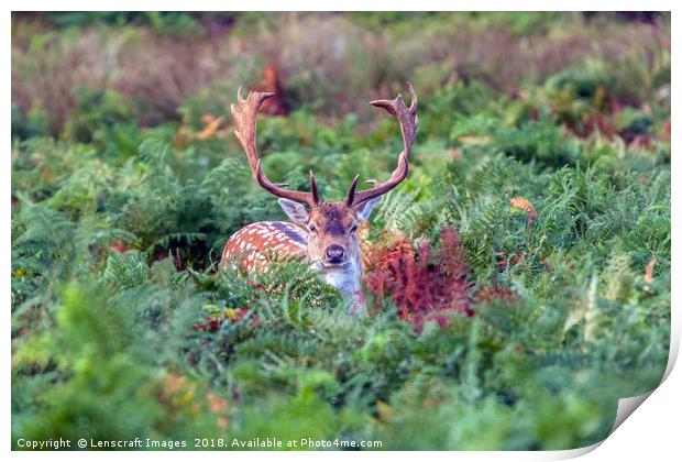Fallow Deer Buck playing hide and seek Print by Lenscraft Images