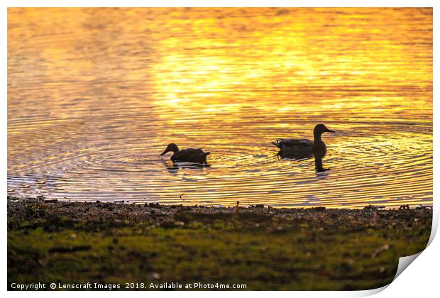 Ducks backlit by a rising sun reflection Print by Lenscraft Images