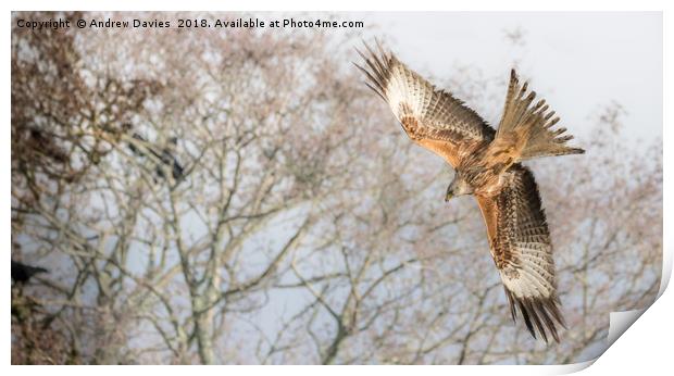 Red Kite Print by Drew Davies