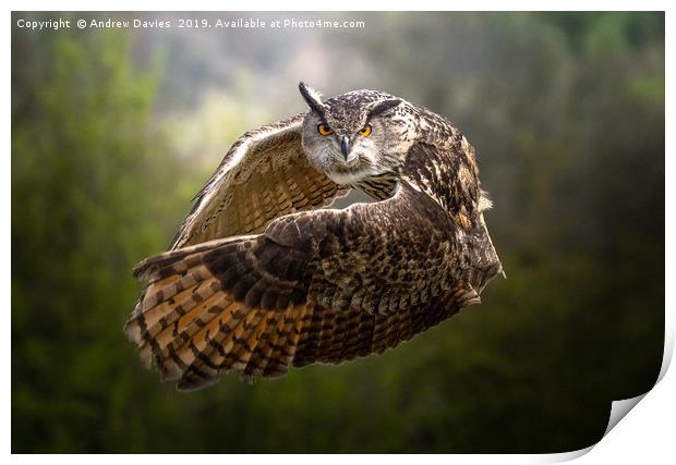 European Eagle Owl Print by Drew Davies