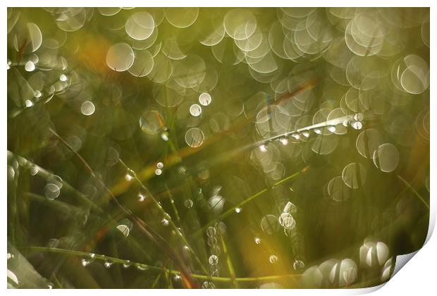 Morning dew of water Print by Roman Zajíc