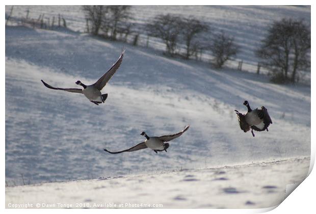 Geese in flight Print by Dawn Tonge