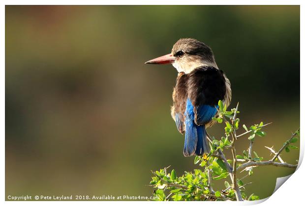 Brown Hooded Kingfisher Print by Pete Leyland