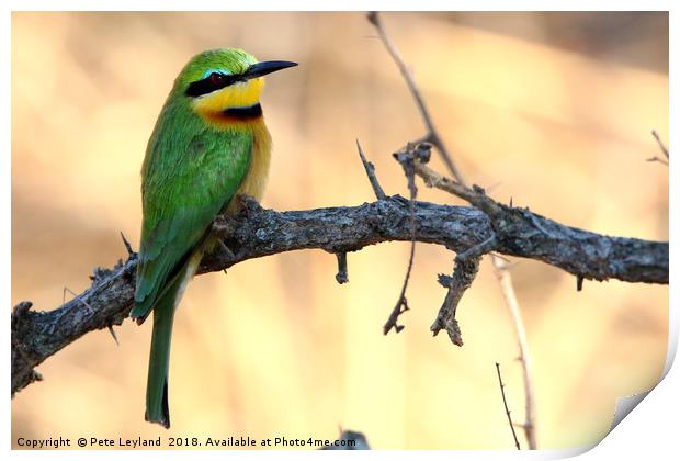 Little Bee Eater Print by Pete Leyland