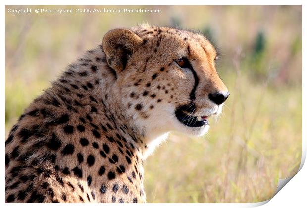 Cheetah On The Lookout Print by Pete Leyland