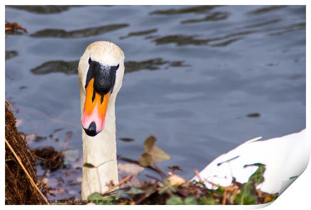 Swan Print by Bob Hall