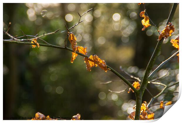 End of winter  Print by Bob Hall