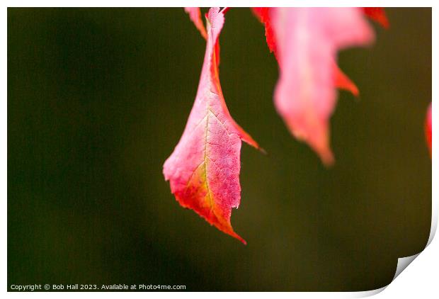 Lonely leaf Print by Bob Hall