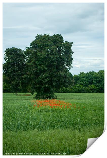 Apley woods with red poppies Print by Bob Hall
