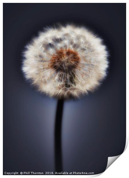 Close up of a Dandelion head, No. 2. Print by Phill Thornton