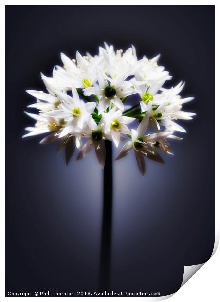 Wild Garlic flower Print by Phill Thornton