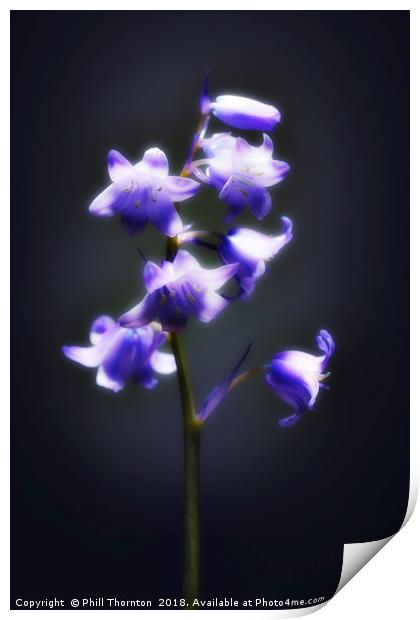 The blue Bluebell. Print by Phill Thornton