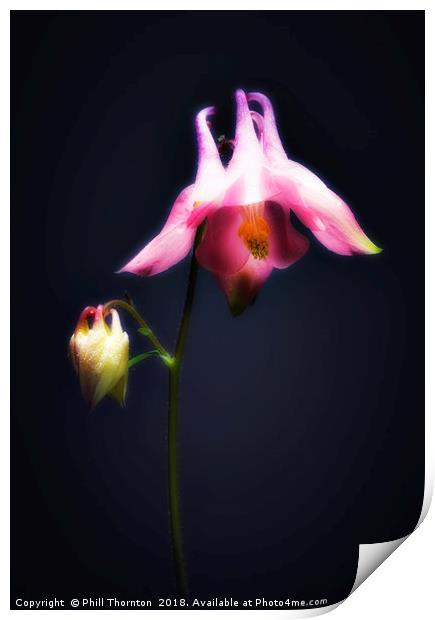 Single Aquilegia stem. Print by Phill Thornton