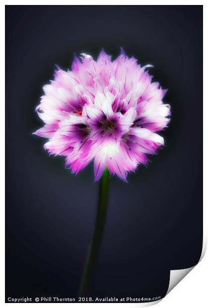 Single flowering Chive herb. Print by Phill Thornton