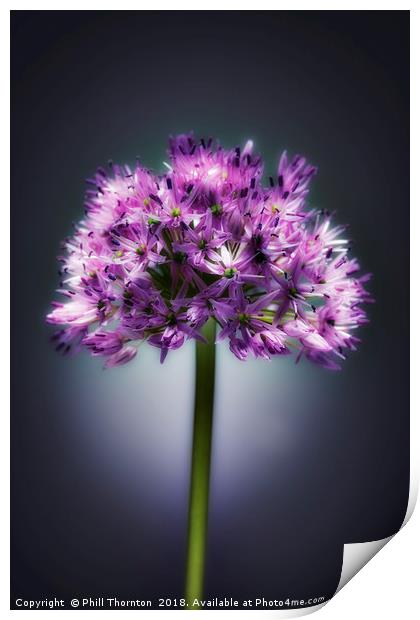 Single purple Allium. Print by Phill Thornton
