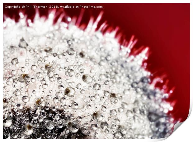 Abstract close up of a Dandelion head, with dew. Print by Phill Thornton