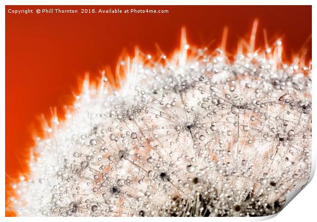 Abstract close up of a Dandelion head, with dew. Print by Phill Thornton