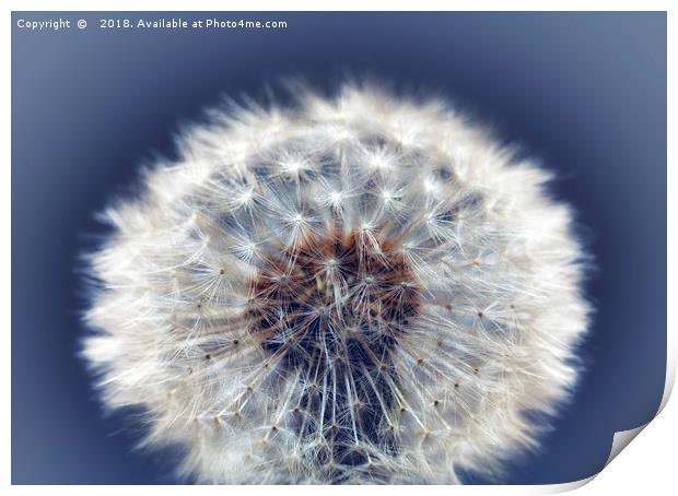 Close up of a Dandelion head No. 2 Print by Phill Thornton