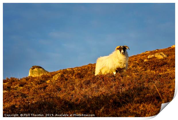 A Highland sheep on the Scottish Highlands. Print by Phill Thornton