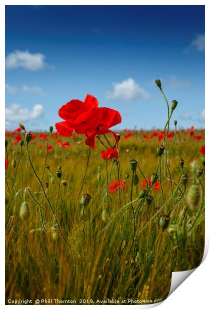 Poppies in the summer sunshine. No. 2 Print by Phill Thornton