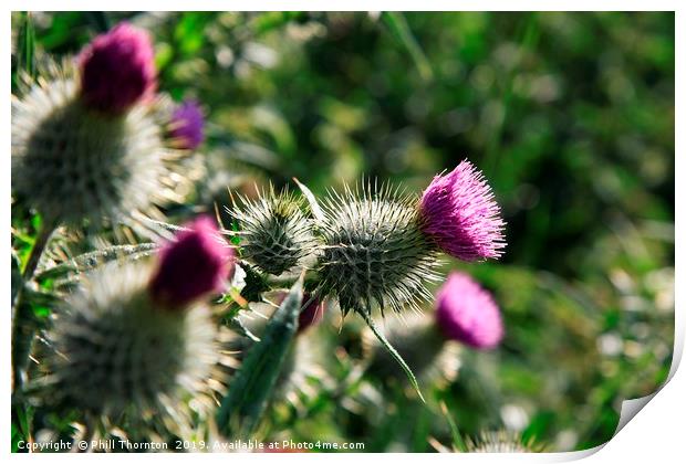 The Scottish Thistle. Print by Phill Thornton