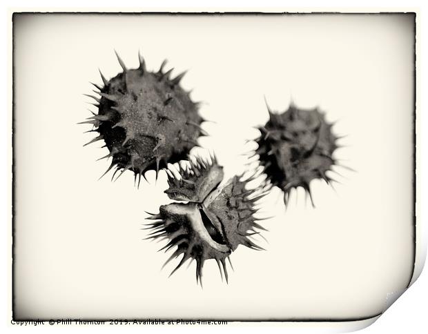 Three Conkers B&W Print by Phill Thornton
