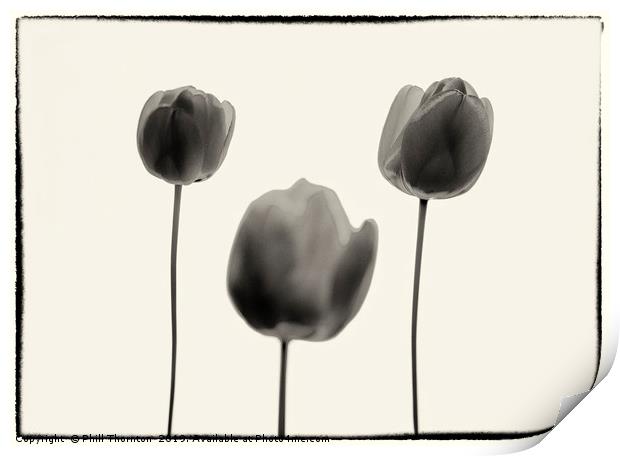 Three Red Tulips B&W version. Print by Phill Thornton