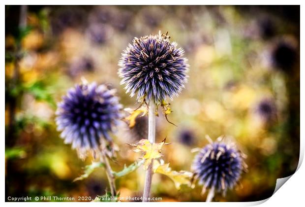 Close up of a Thistle head.  Print by Phill Thornton