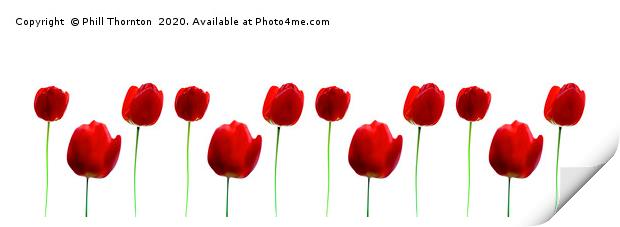 Three Red Tulips on white, repeated pattern. Print by Phill Thornton