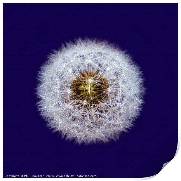 Isolated Dandelion seed head wioth dew drops Print by Phill Thornton