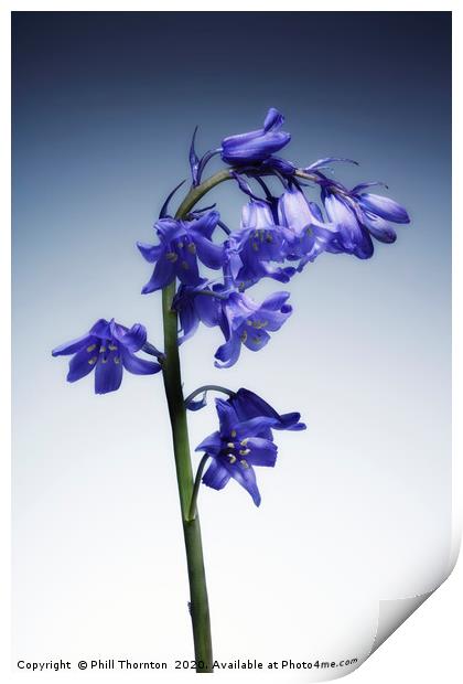 The beautiful british Bluebell. No.3 Print by Phill Thornton