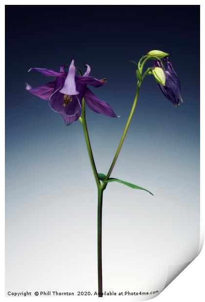 Single Purple Aquilegia stem. Print by Phill Thornton