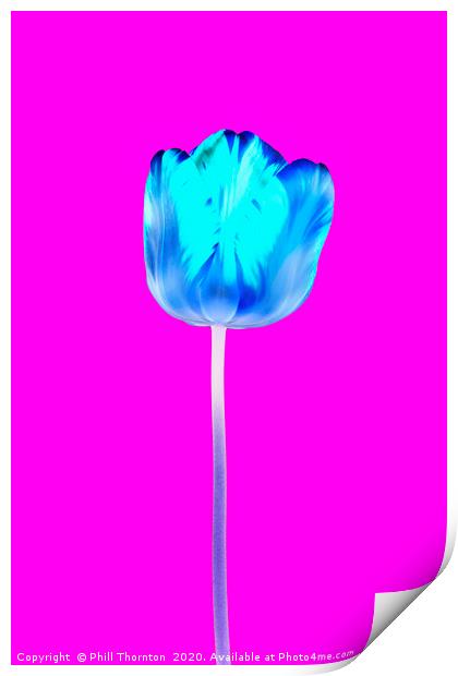 Negative of  single beautiful variegated tulip No. Print by Phill Thornton