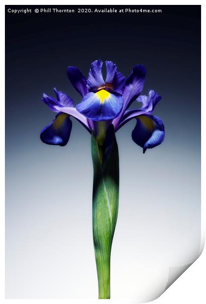 A single beautiful blue Iris flower. Print by Phill Thornton