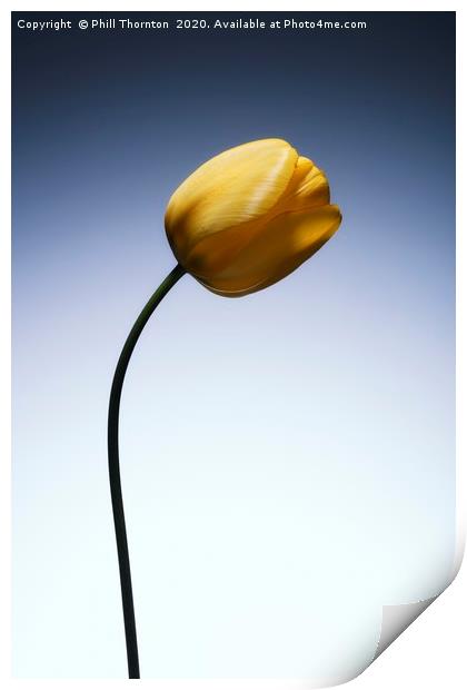 A single beautiful yellow tulip flower  Print by Phill Thornton