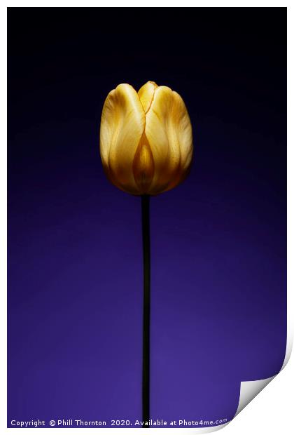 A single beautiful yellow tulip flower on purple Print by Phill Thornton